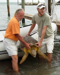 Turtle Hospital staff and volunteers helped the sick turtle ashore Sunday morning for an initial observation. Photos courtesy of Florida Keys News Bureau 